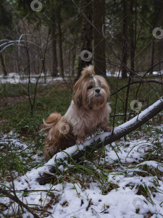 Скачать собака породы ши-тцу фотосток Ozero