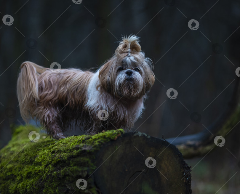 Скачать собака ши тцу фотосток Ozero