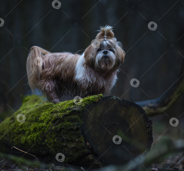Скачать собака породы ши-тцу фотосток Ozero