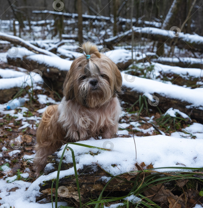 Скачать собака ши тцу фотосток Ozero
