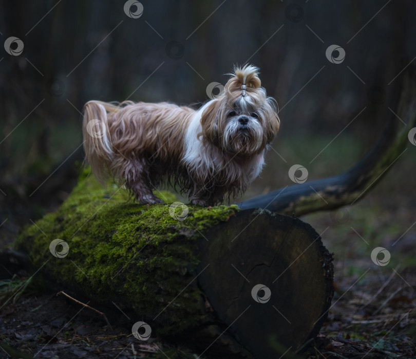 Скачать собака породы ши-тцу фотосток Ozero