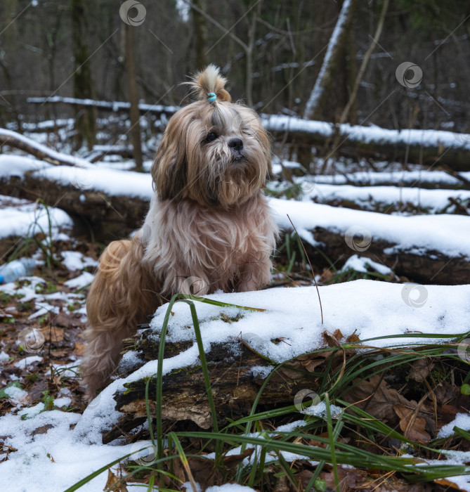 Скачать собака породы ши-тцу фотосток Ozero