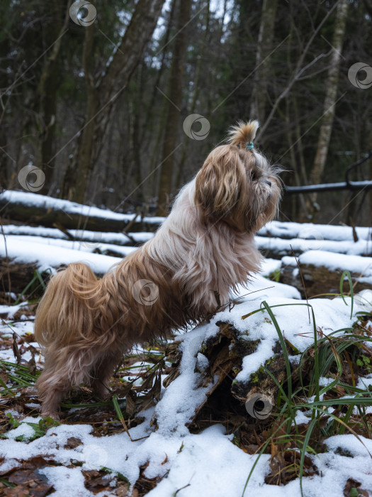 Скачать собака ши тцу фотосток Ozero