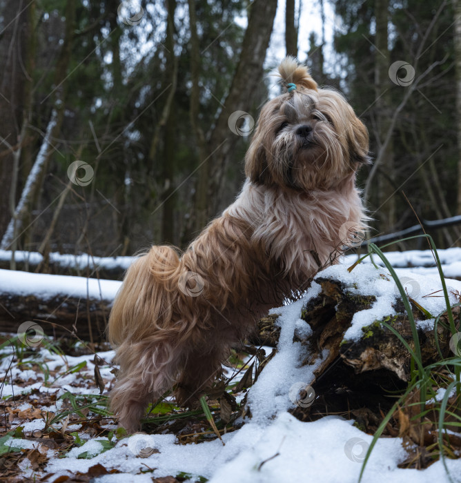 Скачать собака ши тцу фотосток Ozero
