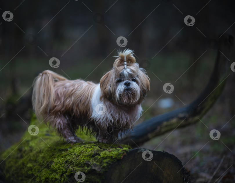Скачать собака породы ши-тцу фотосток Ozero