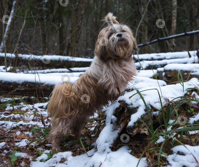 Скачать собака породы ши-тцу фотосток Ozero