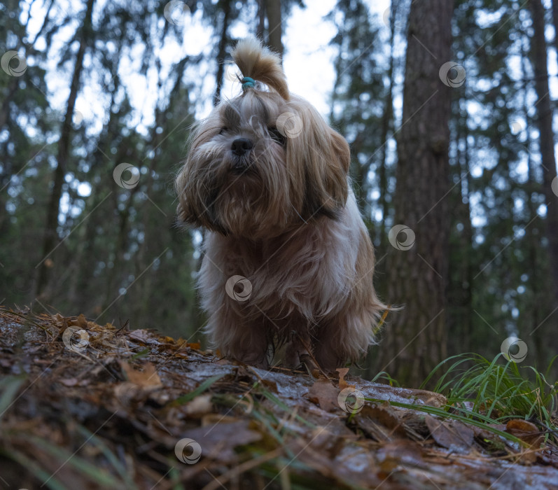 Скачать собака ши тцу фотосток Ozero