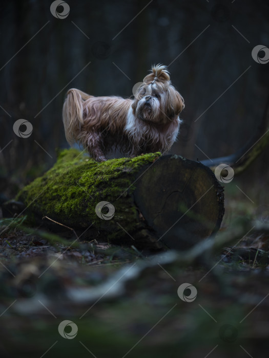 Скачать собака ши тцу фотосток Ozero