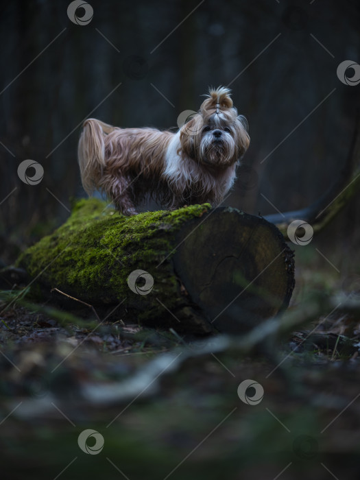 Скачать собака ши тцу фотосток Ozero