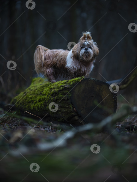 Скачать собака ши тцу фотосток Ozero