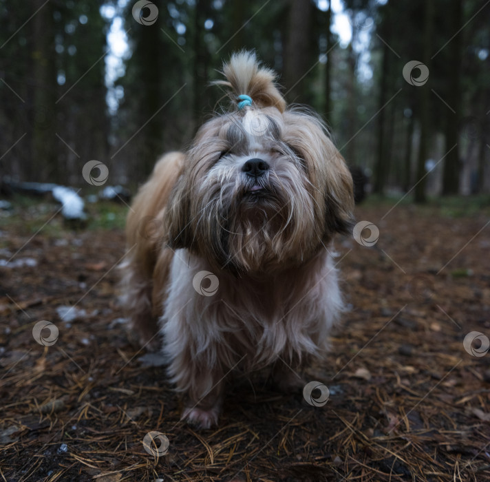 Скачать собака породы ши-тцу фотосток Ozero