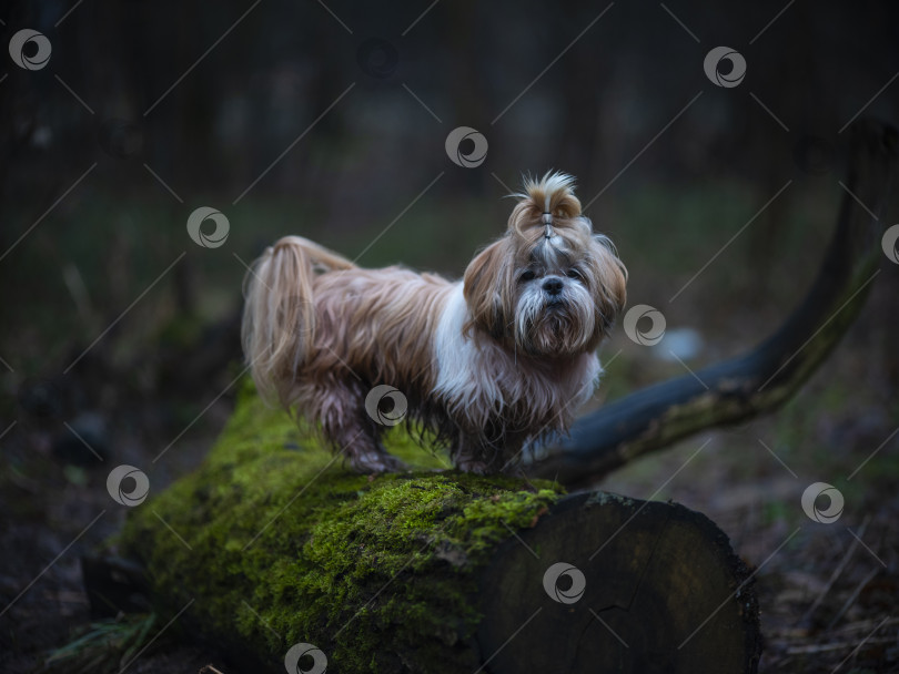 Скачать собака породы ши-тцу фотосток Ozero