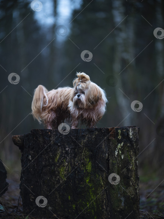 Скачать собака ши тцу фотосток Ozero