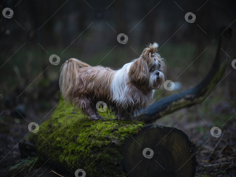 Скачать собака ши тцу фотосток Ozero