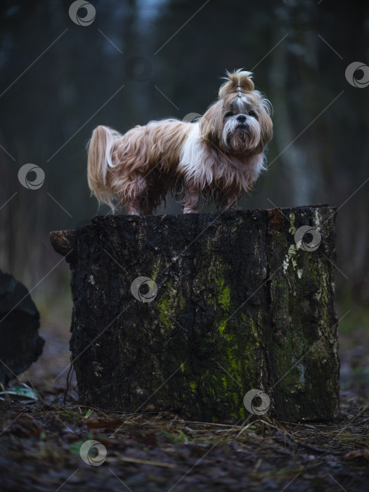 Скачать собака породы ши-тцу фотосток Ozero