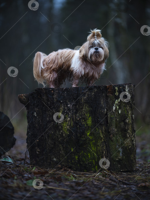 Скачать собака ши тцу фотосток Ozero