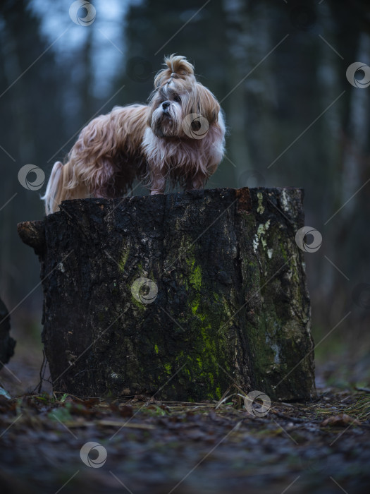 Скачать собака породы ши-тцу фотосток Ozero