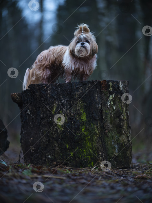 Скачать собака породы ши-тцу фотосток Ozero