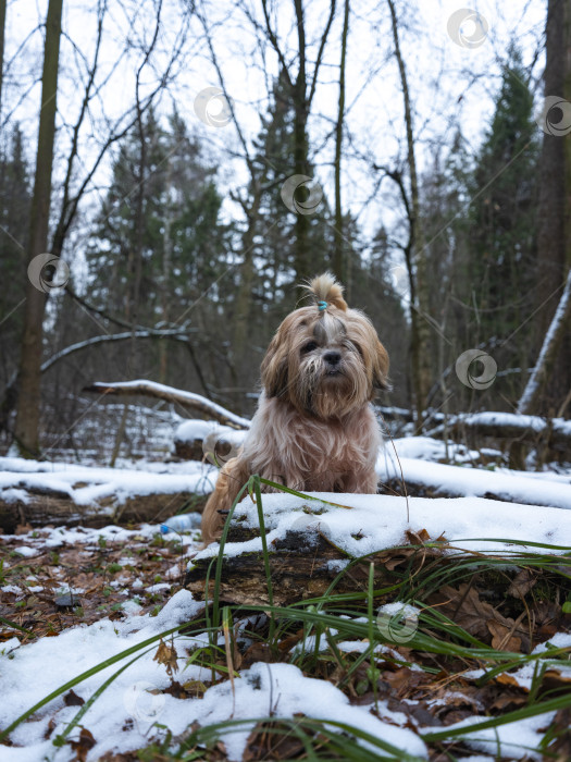 Скачать собака ши тцу фотосток Ozero