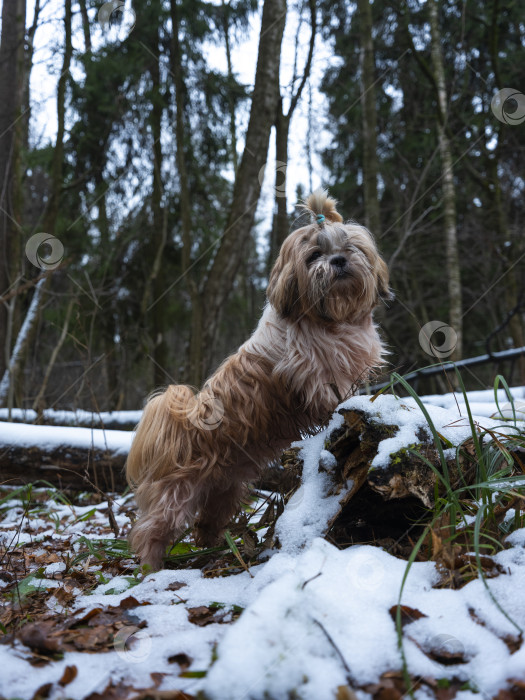 Скачать собака ши тцу на спиленном дереве фотосток Ozero