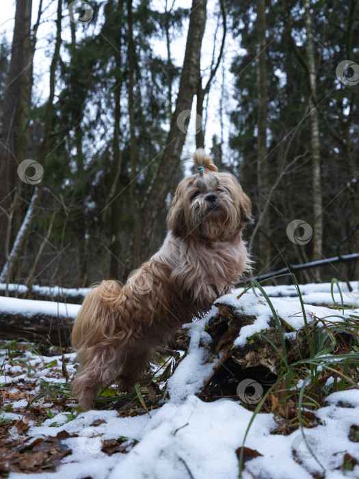 Скачать собака породы ши-тцу фотосток Ozero