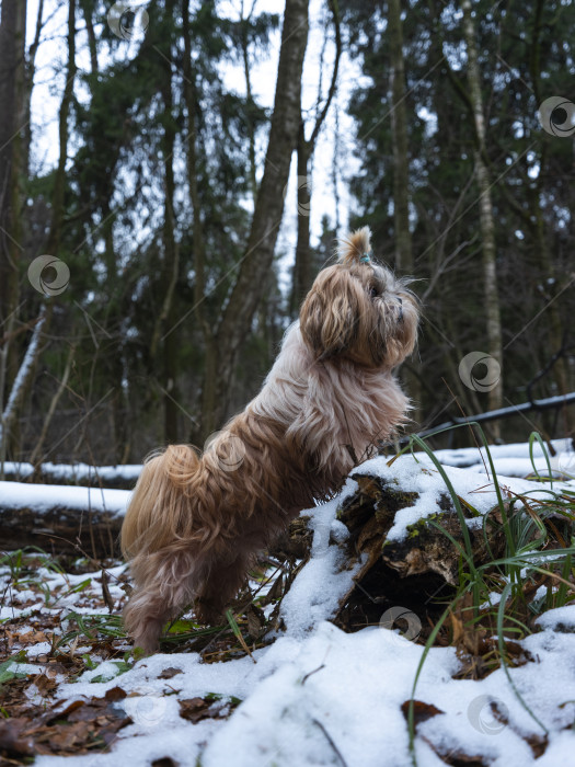Скачать собака ши тцу фотосток Ozero
