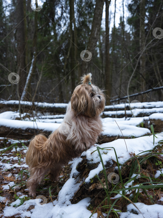 Скачать собака ши тцу фотосток Ozero