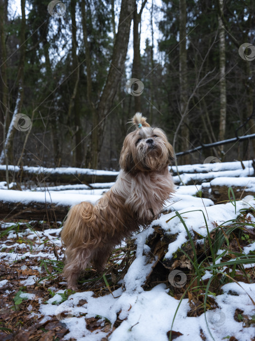 Скачать собака ши тцу фотосток Ozero