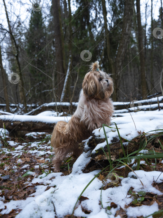 Скачать собака породы ши-тцу фотосток Ozero