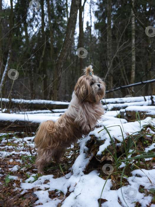 Скачать собака ши тцу фотосток Ozero