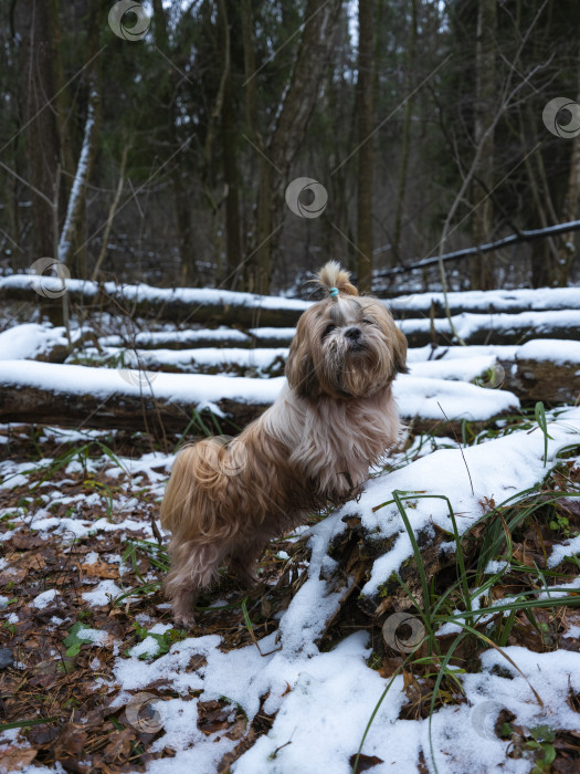 Скачать собака ши тцу фотосток Ozero