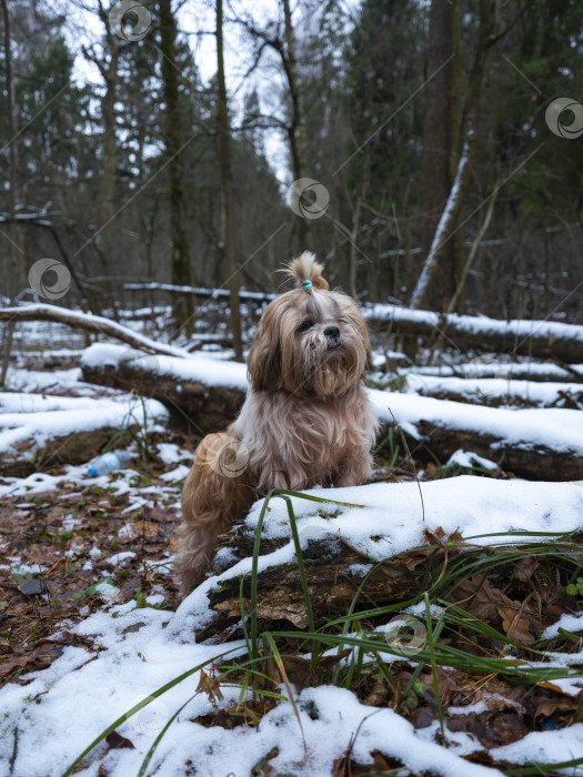 Скачать собака ши тцу фотосток Ozero