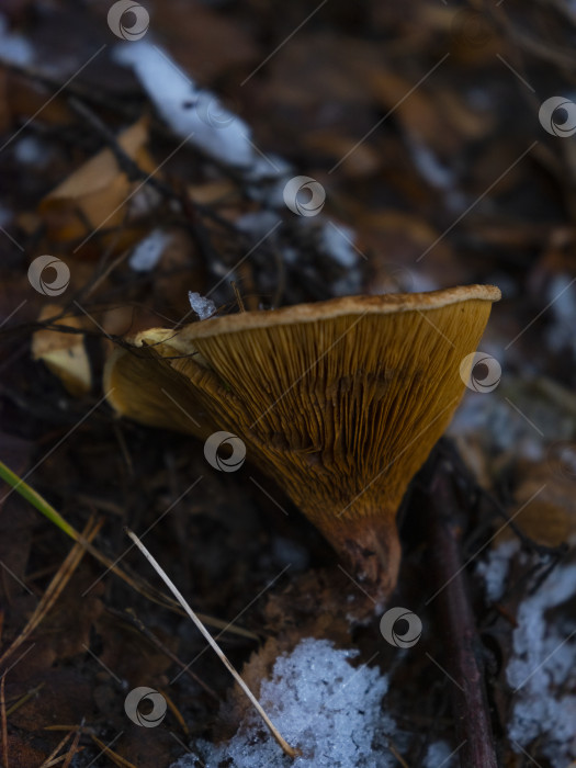 Скачать лисичка с грибами фотосток Ozero