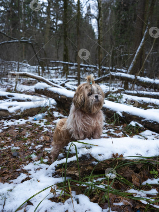 Скачать собака ши тцу фотосток Ozero