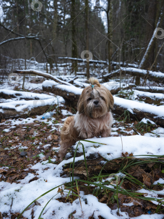 Скачать собака породы ши-тцу фотосток Ozero