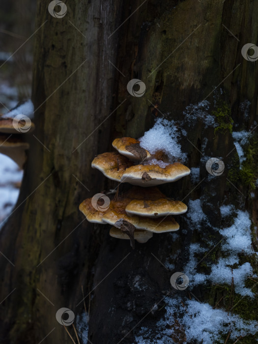 Скачать гриб растущий фотосток Ozero