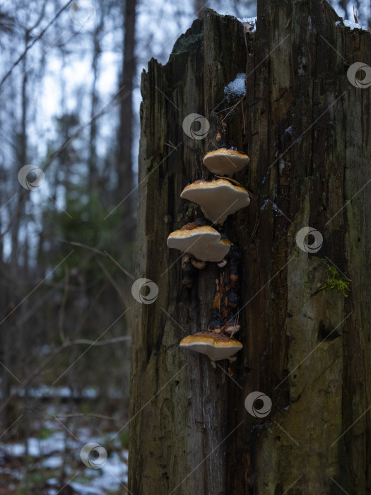 Скачать выращивание грибов фотосток Ozero