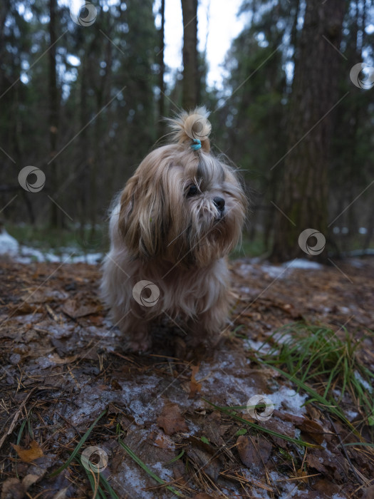 Скачать собака ши тцу фотосток Ozero
