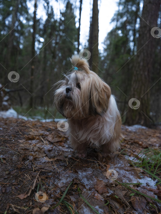 Скачать собака породы ши-тцу фотосток Ozero