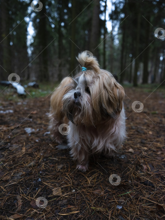 Скачать собака ши тцу фотосток Ozero