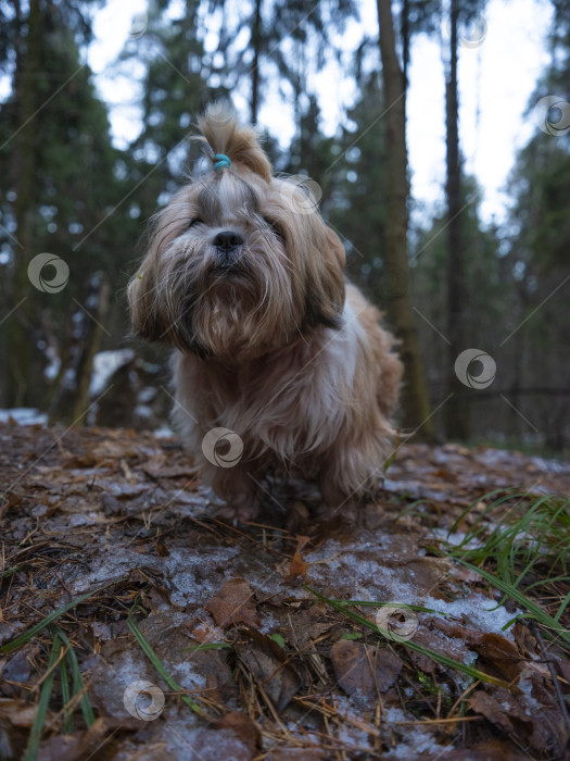 Скачать собака ши тцу фотосток Ozero