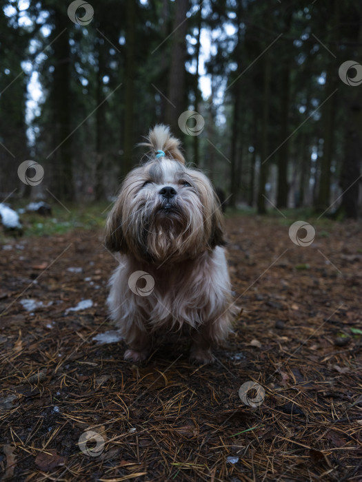 Скачать собака ши тцу фотосток Ozero
