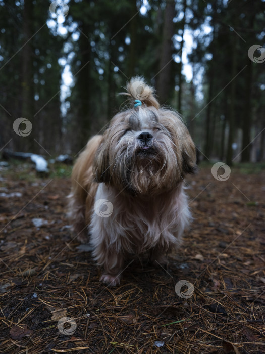 Скачать собака ши тцу фотосток Ozero