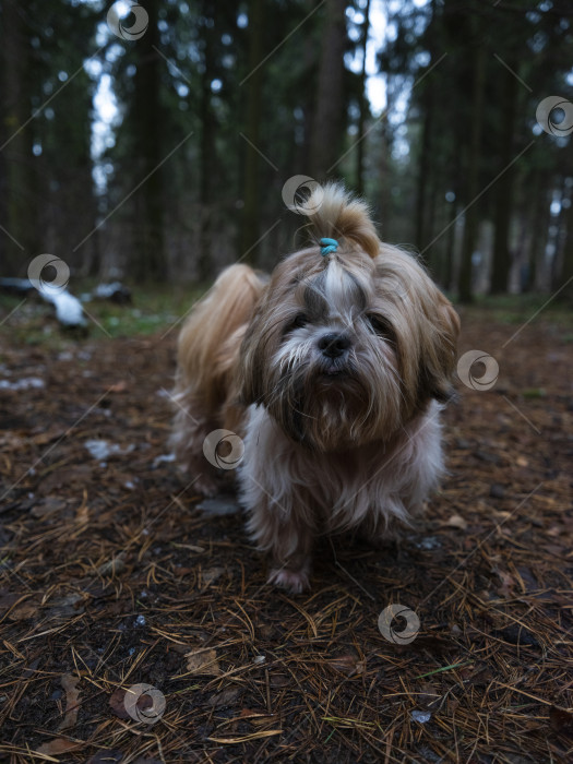Скачать собака породы ши-тцу фотосток Ozero