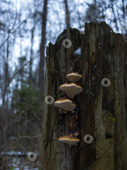 Скачать гриб растущий фотосток Ozero