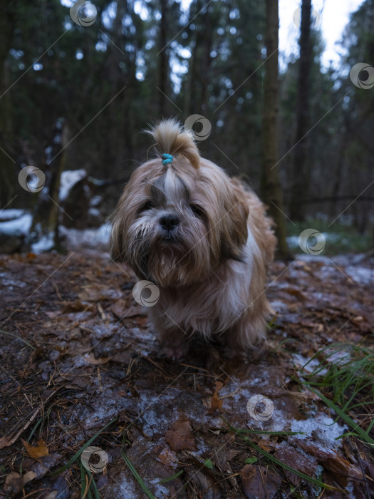 Скачать собака породы ши-тцу фотосток Ozero