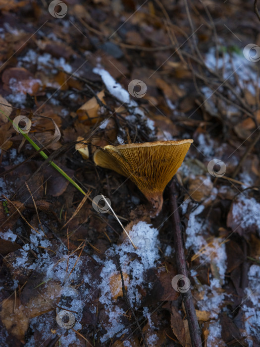 Скачать гриб лисичка фотосток Ozero