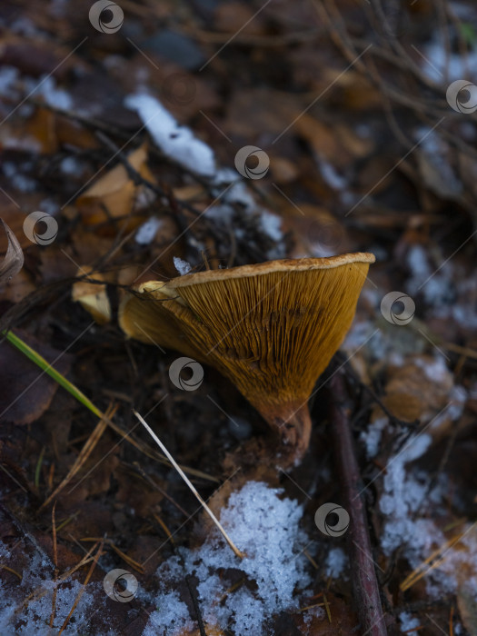 Скачать гриб лисичка фотосток Ozero