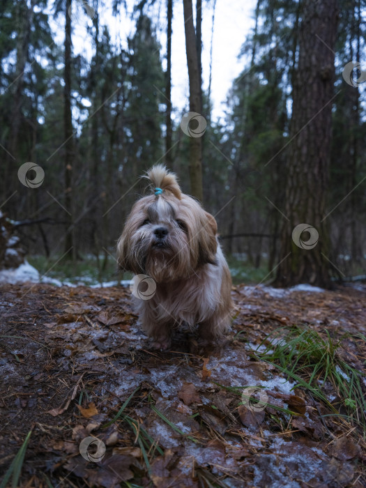 Скачать собака ши тцу фотосток Ozero