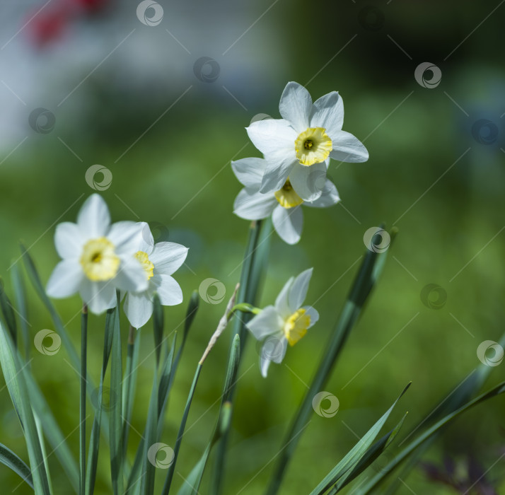 Скачать цветы нарциссы фотосток Ozero